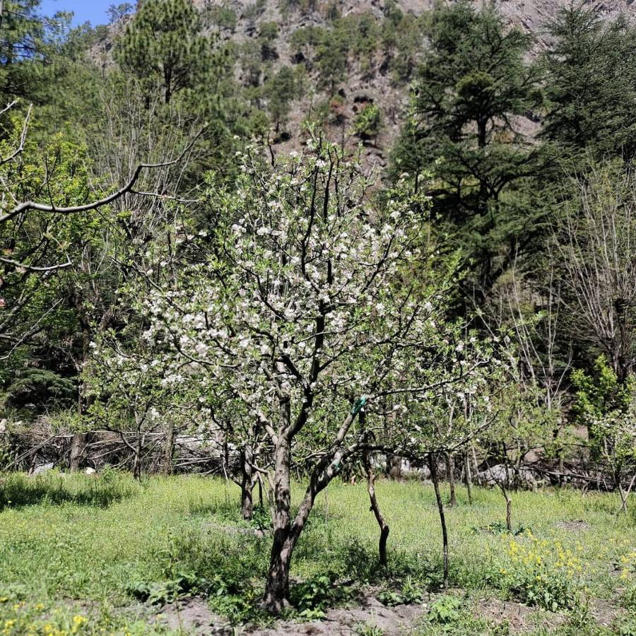 Готель The Royal Orchard Касоль Екстер'єр фото
